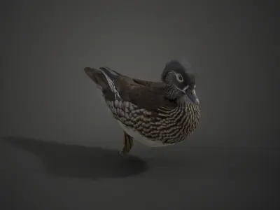 Mandarin Duck Female Animated VFX Grace 3D model