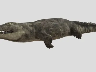 Crocodile Realistic Animated Low-poly 3D model