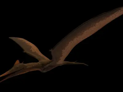 Pterodactyl Antiquus Asset Pack Low-poly 3D model