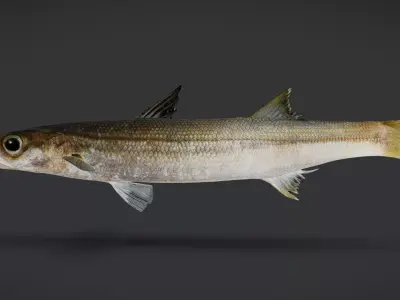 Ocean Commercial Fish Collection 3D model