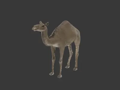Camel 3D Model Rigged and Animated Low-poly 3D model