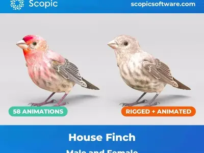 3D Bird Pack House Finch Male and Female Low-poly 3D model Low-poly 3D model