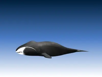 Bow Head Wahle Low-poly 3D model