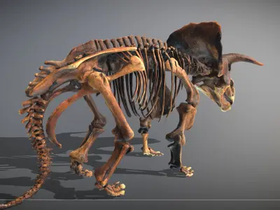 Animated Triceratops Skeleton Low-poly 3D model