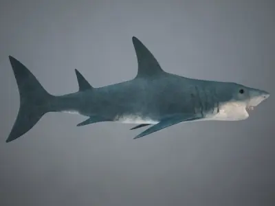 Shark great 3D model