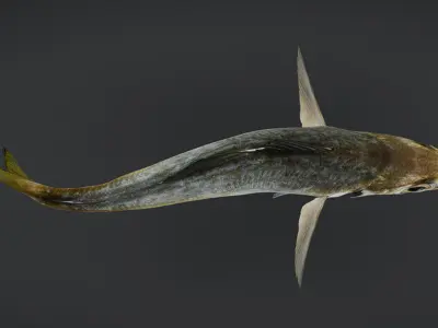 Jack Mackerel Animated 3D model