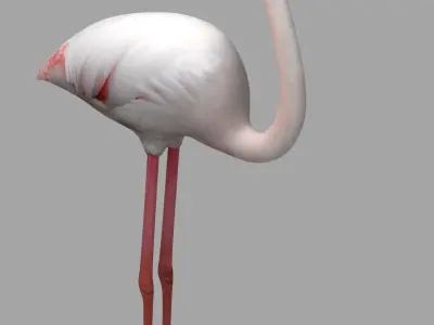 Flamingo Low-poly 3D model