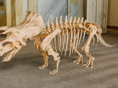 Realistic Ancient Reptilians Fossil - Triceratops Low-poly 3D model