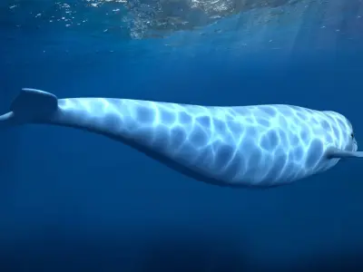 beluga dolphin lowpoly nature wildlife underwater arctic 3D model