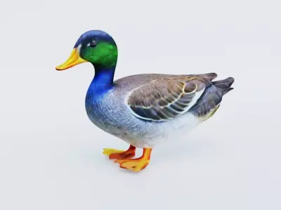Duck Animal Free 3D model