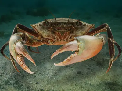 Realistic Crab Animated 3D model