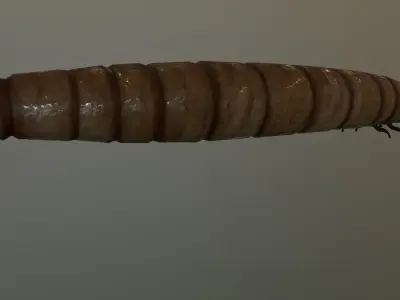 Worm Maggot Low-poly 3D model