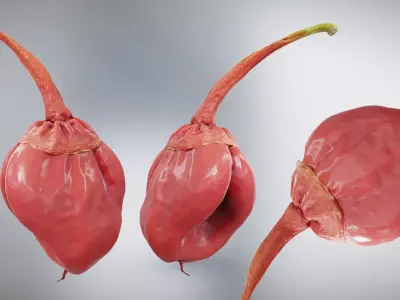  7 Pot Bubblegum Pepper or Capiscum chinense or BBG7 Low-poly 3D model