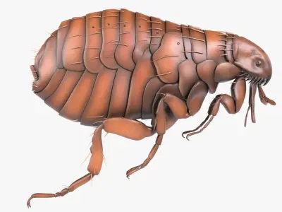 4K Textures Realistic Flea  Low-poly 3D model