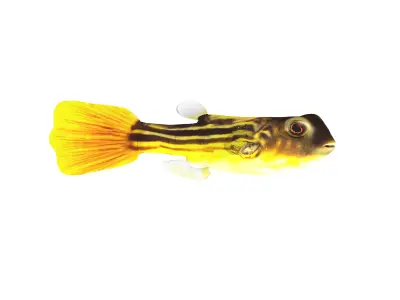 Fahaka Nile Pufferfish Low-poly 3D model