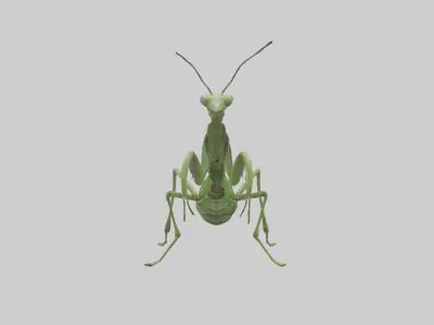 Standing Mantis Model Low-poly 3D model