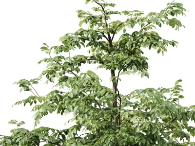Carpinus Betulus and Hazel leave Free 3D model