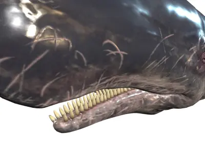 WHALE Sperm Whale Moby Dick 3D model