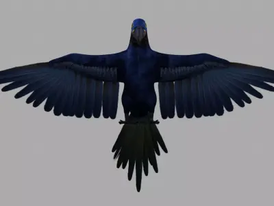 Parrot Macaw 3D model