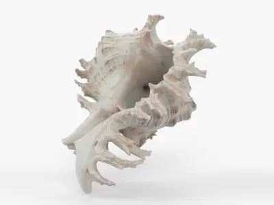 Photorealistic 3D scan of sea shell Low-poly 3D model