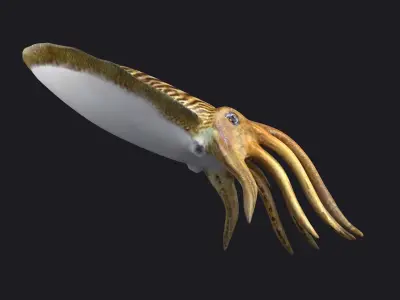 ocean the king squid  the giant squid the VR animal 3D model