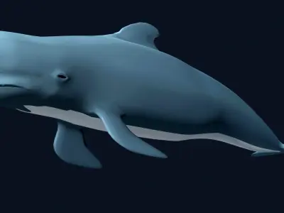 Pilot Whale 3D model
