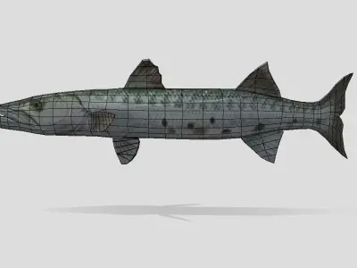 Barracuda  Realistic Animated Low-poly 3D model