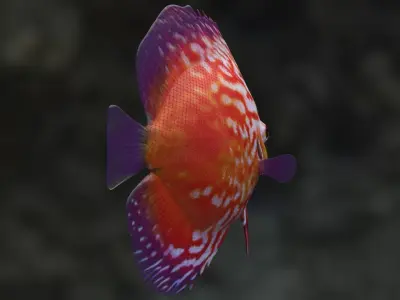 Red Disco fish 3D model