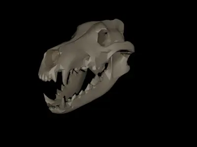 Dire Wolf Skull 3D model