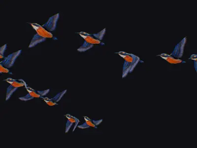 Kingfisher Flock Animated Bird Swarm Hummingbird Shoal Birds Low-poly 3D model