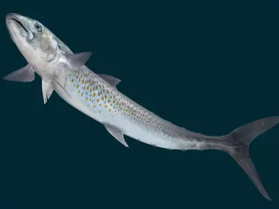 Spanish Mackerels Fish Animated 3D model