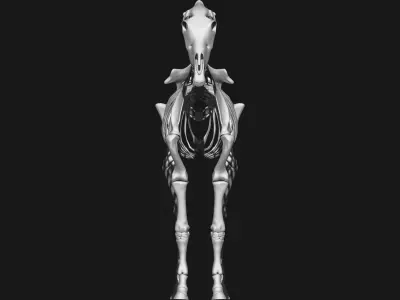 Zebra skeleton 3D model
