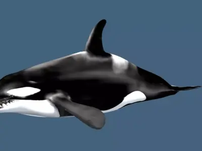 Orca 3d whale 3D model