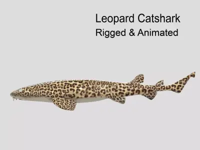 Leopard Catshark Realistic Animated Low-poly 3D model