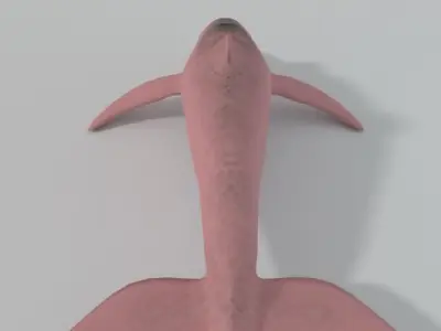 Pink Dolphin Low-poly 3D model