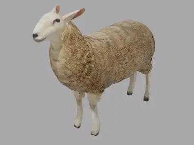 Sheep obj and blend Low-poly 3D model
