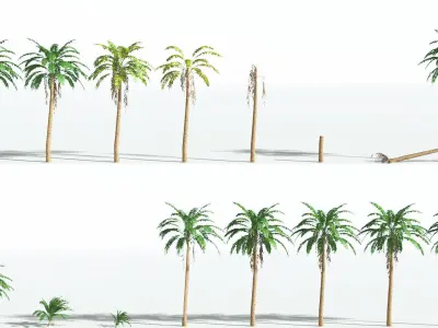 EVERYPlant African Oil Palm LowPoly 4 --16 Models-- Low-poly 3D model