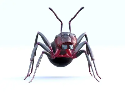 Animated 3d model of an ant with PBR materials 3D model