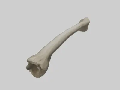 Elephant Tibia 3D model