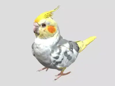 Cockatiel Bird 3D print model