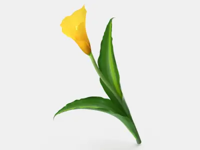 Yellow Calla Flower 3D model