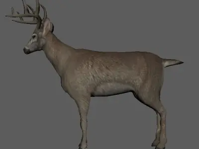 white tailed deer 3D model