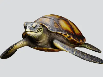 Realistic Sea Turtle Low Poly 3D Model PBR Textures Low-poly 3D model