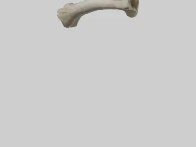 Elephant Tibia 3D model