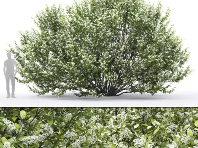 Prunus padus 02 H4m 3D model