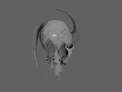 Skull Model 3D model