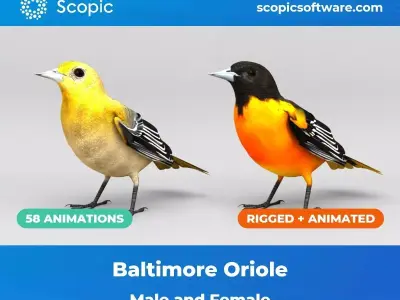 3D Bird Pack Baltimore Oriole Male and Female Low-poly 3D model