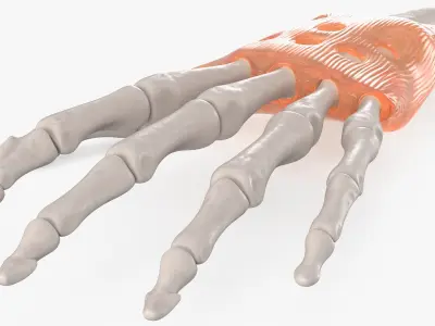 Anatomical Hand Skeleton Model with Flexor Retinaculum 3D model