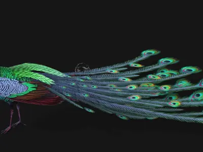 Peacock A3 3D model
