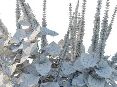 Plectranthus barbatus 3D model